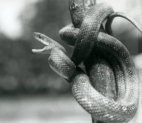 Texas Rat Snake rozdziawiony, zwinięty wokół prawie pionowej gałęzi, londyńskie zoo, sierpień 1928 (zdjęcie czarno-białe)
