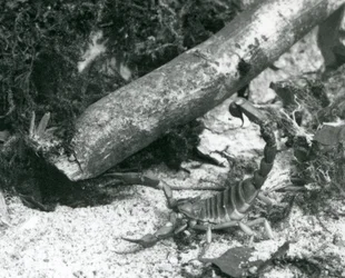 Skorpion teksański w londyńskim zoo w 1928 r. (zdjęcie czarno-białe)