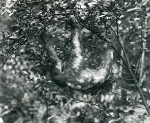 Leniwiec trójpalczasty zwisający z liściastej gałęzi w londyńskim zoo. Sierpień 1920.