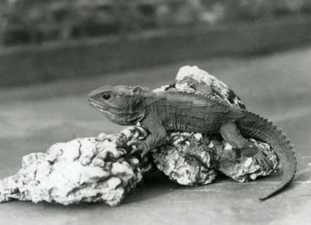 Hatteria leżąca na skale w zoo w Londynie w 1929