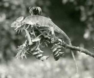 Ukryty lub jemeński kameleon na końcu liściastej gałęzi w londyńskim zoo, czerwiec 1924