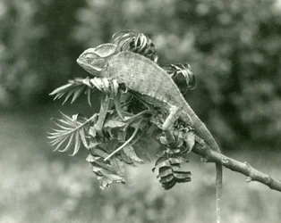 Ukryty lub jemeński kameleon na końcu liściastej gałęzi w londyńskim zoo, czerwiec 1924