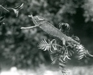 Ukryty lub jemeński kameleon stoi na jednej liściastej gałęzi i wyciąga rękę w kierunku drugiej, londyńskie zoo, czerwiec 1924