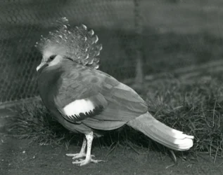 Victoria Crowned Pigeon stojąca na ziemi w londyńskim zoo we wrześniu 1927 r.