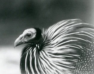 Perliczka sęp w londyńskim zoo w 1927 r.