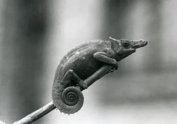 Dwurożny kameleon z Zachodniej Usambary, londyńskie zoo, 1927