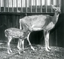 Samica mulaka białoogonowego z Wirginii ze swoim cielęciem w londyńskim zoo w sierpniu 1927
