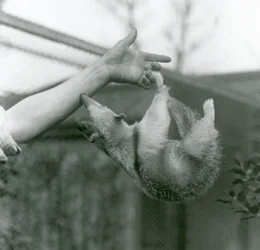Młody tamandua północny trzymający się chwytnym ogonem palców opiekuna i próbujący uchwycić jego ramię, londyńskie zoo, kwiecień 1925