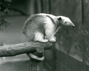 Młody tamandua północny siedzący na końcu gałęzi i przytrzymujący się chwytnym ogonem, londyńskie zoo, 24 kwietnia 1925