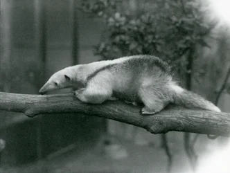 Młody Tamandua z kołnierzykiem spacerujący po gałęzi w londyńskim zoo, 24 kwietnia 1925 r