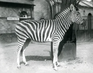 Zebra stoi na padoku przed Zebra House w londyńskim zoo w 1925 roku (zdjęcie czarno-białe)
