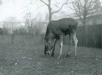 Samiec łosia stoi w swoim wybiegu i schyla się ku trawie, londyńskie zoo, styczeń 1926