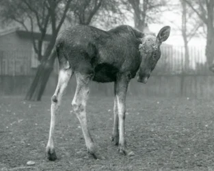 Byk Łoś Łoś z ranami niedawno zrzuconych poroży, stojący w londyńskim zoo, styczeń 1926 r.