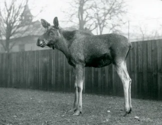 Byk Łoś Łoś z ranami niedawno zrzuconych poroży, stojący w londyńskim zoo, styczeń 1926 r.