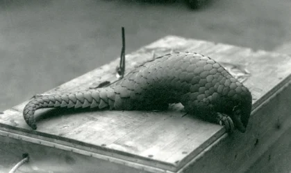 Krytycznie zagrożony łuskowiec chiński spoglądający w dół przez krawędź drewnianej skrzyni, na której siedzi, londyńskie zoo, lipiec 1925