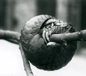 Krytycznie zagrożony chiński łuskowiec odpoczywający, zwinięty wokół poziomej gałęzi, londyńskie zoo, przed 1930 r