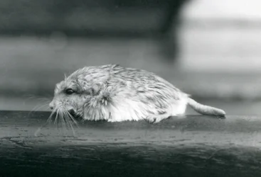 Myszoskoczek gruboogonowy lub duprasi, londyńskie zoo, lipiec 1925