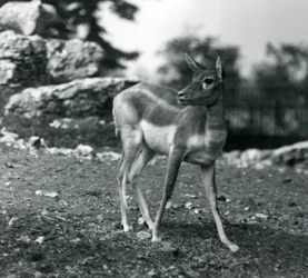 Samica Blackbuck w londyńskim zoo w 1924