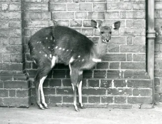 Samica Cape BushbuckImbabala stojąca pod ścianą w londyńskim zoo w październiku 1927 roku.