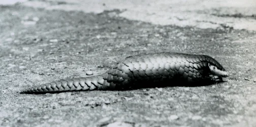 Samica łuskowca chińskiego w londyńskim zoo w sierpniu 1925 r.