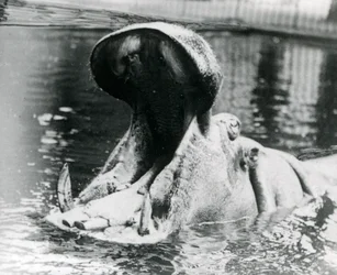 Samica hipopotama „Guy Fawkes” ziejąca w basenie w londyńskim zoo około 1900 roku. „Guy Fawkes” urodził się matce „Adhela” 5 listopada 1872 r.