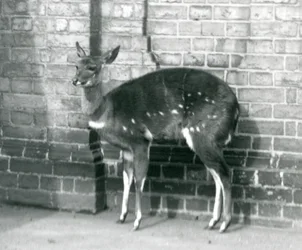 Samica ImbabalaCape Bushbuck stojąca pod ścianą w londyńskim zoo, 6 października 1927 r.