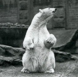 Samica niedźwiedzia polarnego siedząca na zadzie na tarasach Mappin w londyńskim zoo we wrześniu 1928 r.