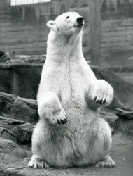 Samica niedźwiedzia polarnego siedząca na zadzie na tarasach Mappin w londyńskim zoo we wrześniu 1928 r.