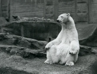 Samica niedźwiedzia polarnego siedząca na zadzie na tarasach Mappin w londyńskim zoo we wrześniu 1928 r.