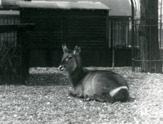 Samica Kobus ellipsiprymnus, siedząca w swoim wybiegu w londyńskim zoo, czerwiec 1924