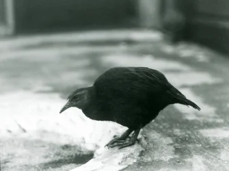 Nielotna kura WekaMaoryskaDrewno w londyńskim zoo w 1927 r.