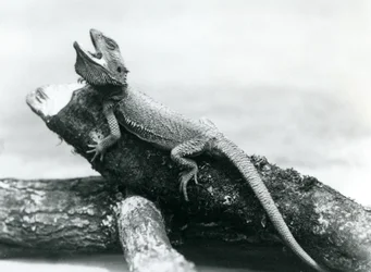Ziejący brodaty smok trzymający się kłody, londyńskie zoo, sierpień 1928 (zdjęcie czarno-białe)