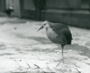 Drewniana poręcz z szarą szyjką lub szara drewniana poręcz (Aramides cajaneus) stojąca na jednej nodze w londyńskim zoo we wrześniu 1927 r.