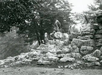 Grupa pięciu marabutów stojących na skałach w wybiegu antylop w londyńskim zoo w 1928