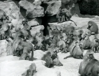 Grupa lub oddział świętych pawianów siedzących na skałach w ich wybiegu, londyńskie zoo, lipiec 1925 r.