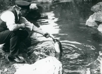 Opiekun karmiący ryby młodą foką kapturową w basenie w londyńskim zoo, czerwiec 1914 r.
