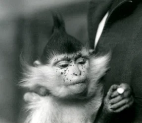 Opiekun trzyma Frecklesa, mangabę czubatego lub kongijskiego, londyńskie zoo, 1924