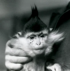 Opiekun trzyma Frecklesa, mangabę czubatego lub kongijskiego, londyńskie zoo, 1924