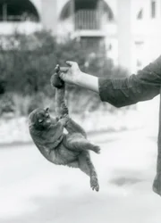 Kinkażu zwisający chwytnym ogonem z palca opiekuna, londyńskie zoo, wrzesień 1925