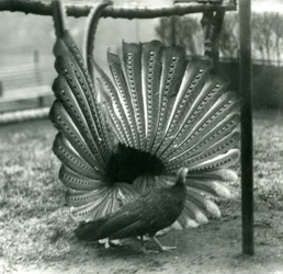 Samiec bażanta Argus Wielki pokaz zalotów Argus, z kobietą stojącą obok niego, Londyńskie Zoo, styczeń 1926