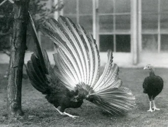 Samiec bażanta Argus lub Argusa wielkiego, prezentujący pióra skrzydeł i ogona, podczas gdy samica stoi przed nim, londyńskie zoo, styczeń 1926
