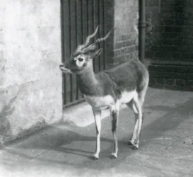 Samiec antylopy czarnej stojący w swoim wybiegu w londyńskim zoo w czerwcu 1925