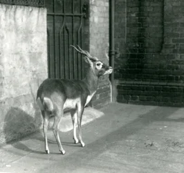 Samiec antylopy czarnej stojący w swoim wybiegu w londyńskim zoo w czerwcu 1925