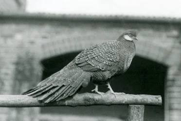 Samiec bażanta pawiego szarego na swojej żerdzi w londyńskim zoo w 1931 roku