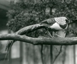 Samiec bażanta Lady Amherst spacerujący po poziomej gałęzi w londyńskim zoo w 1926 r.