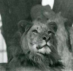 Samiec lwa w londyńskim zoo w 1929 roku (zdjęcie czarno-białe)