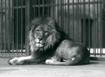 Samiec lwa leżący przy kratach swojego wybiegu, londyńskie zoo, wrzesień 1927 r.