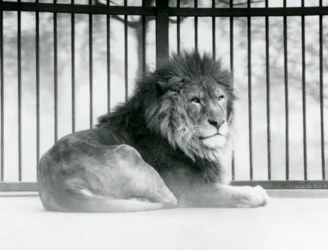 Samiec lwa odpoczywający w swojej zagrodzie w londyńskim zoo w marcu 1925 r. (zdjęcie czarno-białe)