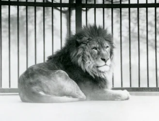Samiec lwa odpoczywający w swojej zagrodzie w londyńskim zoo w marcu 1925 r.