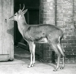 Samiec SouthernCommon Reedbuck lub Reitbok stojący przy drzwiach domu antylop, londyńskie zoo, 6 października 1927